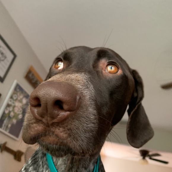 Meet your Posher, Gabe - Picture 1 of 1